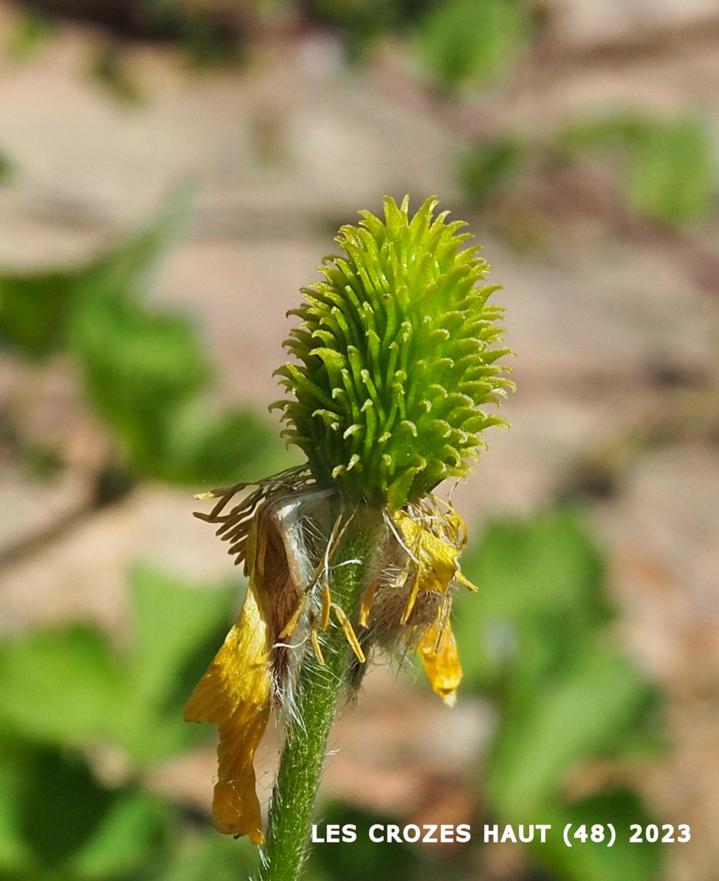 Buttercup, Montpellier fruit